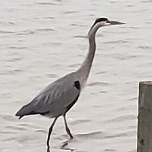 Meet your Posher, Linda